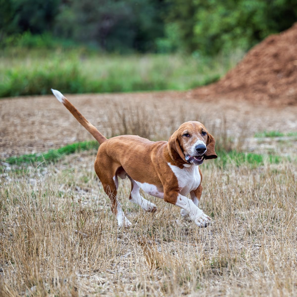 Brush For Basset Hound