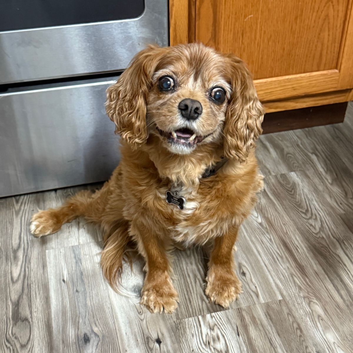 Cavalier King Charles Spaniel