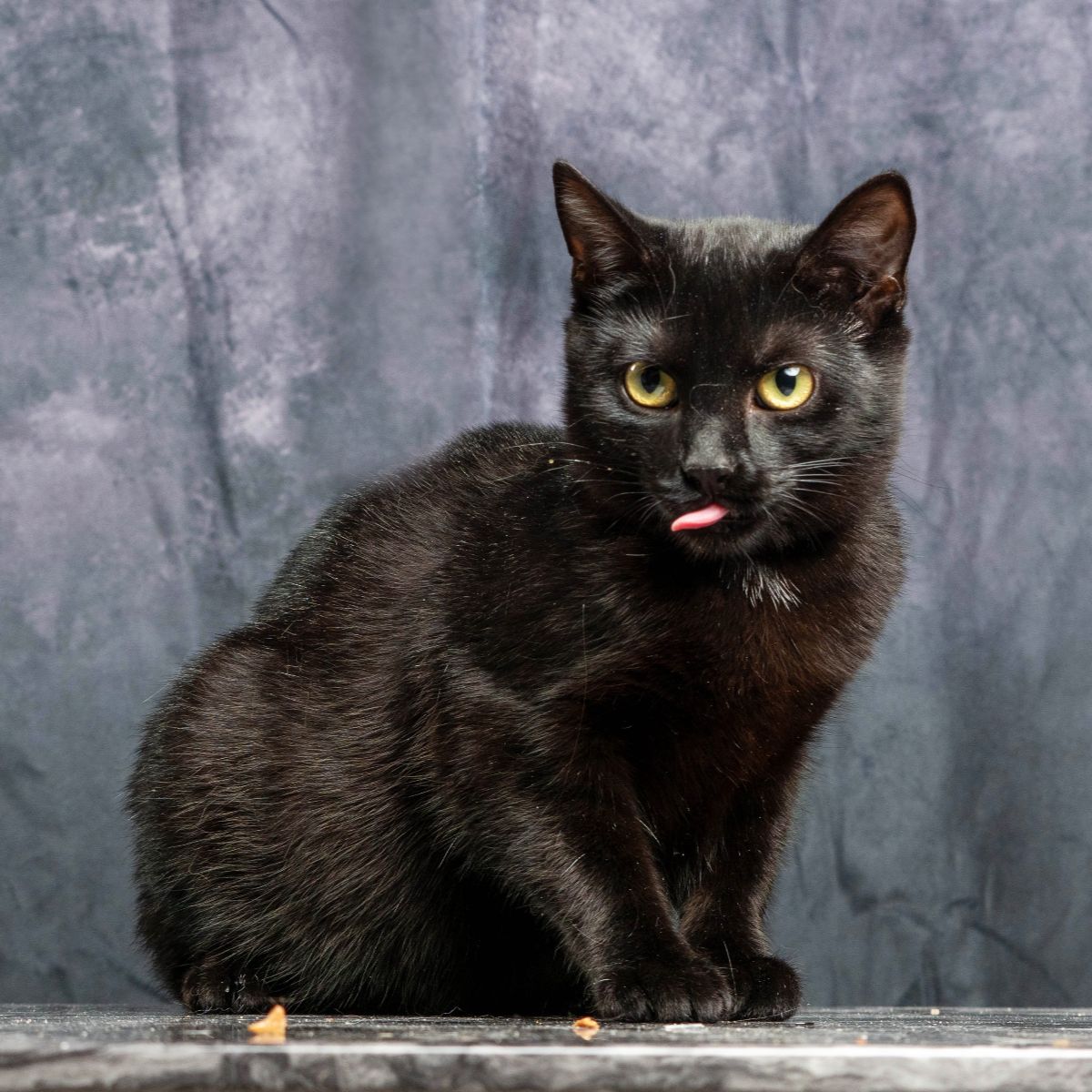 Is Venison Good For Cats