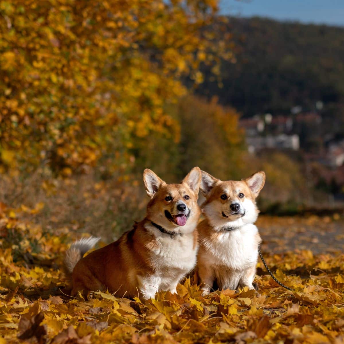 Pembroke Welsh Corgi