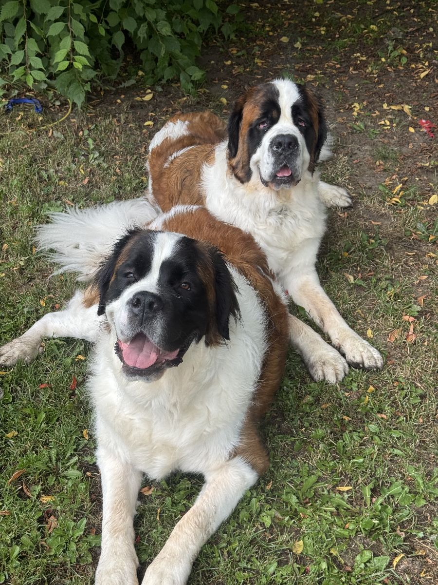 Saint Bernard