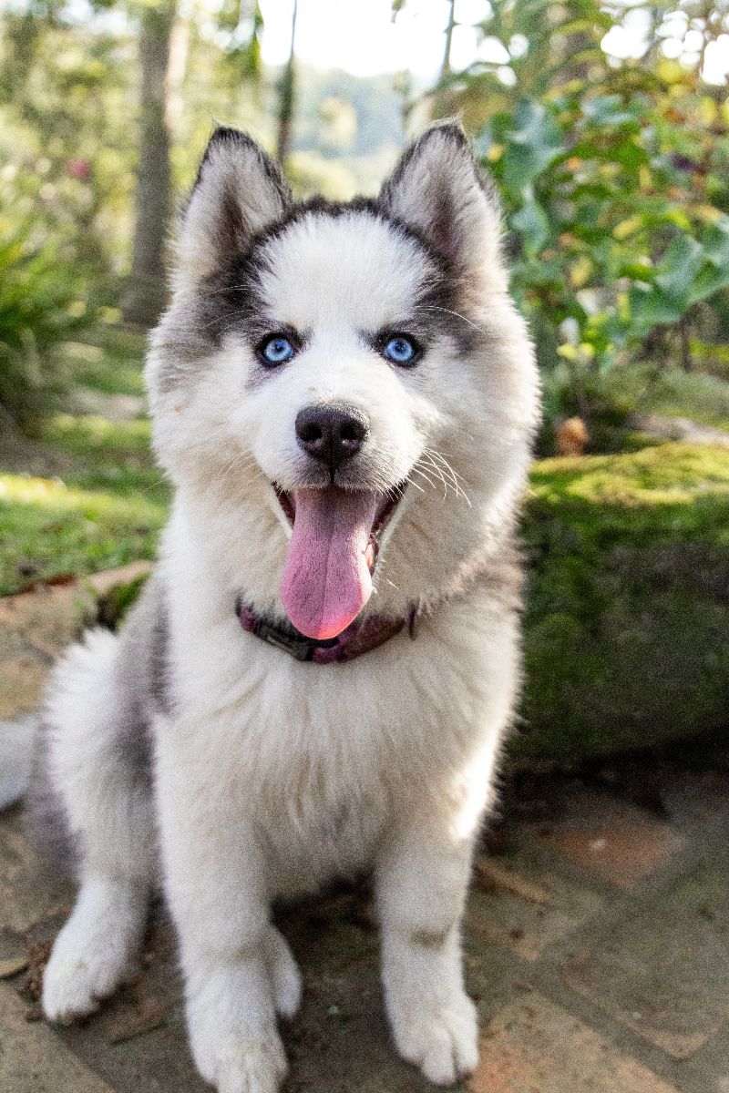 Alaskan Malamute