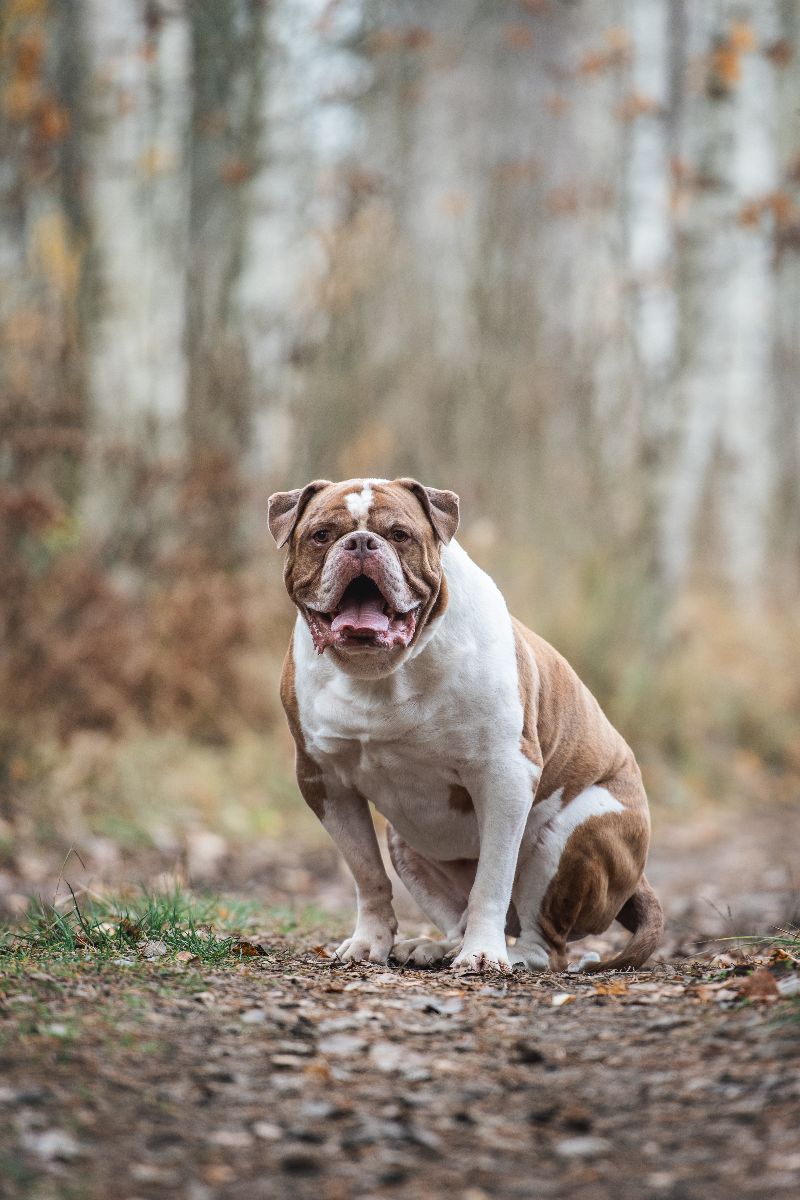 American Bulldog