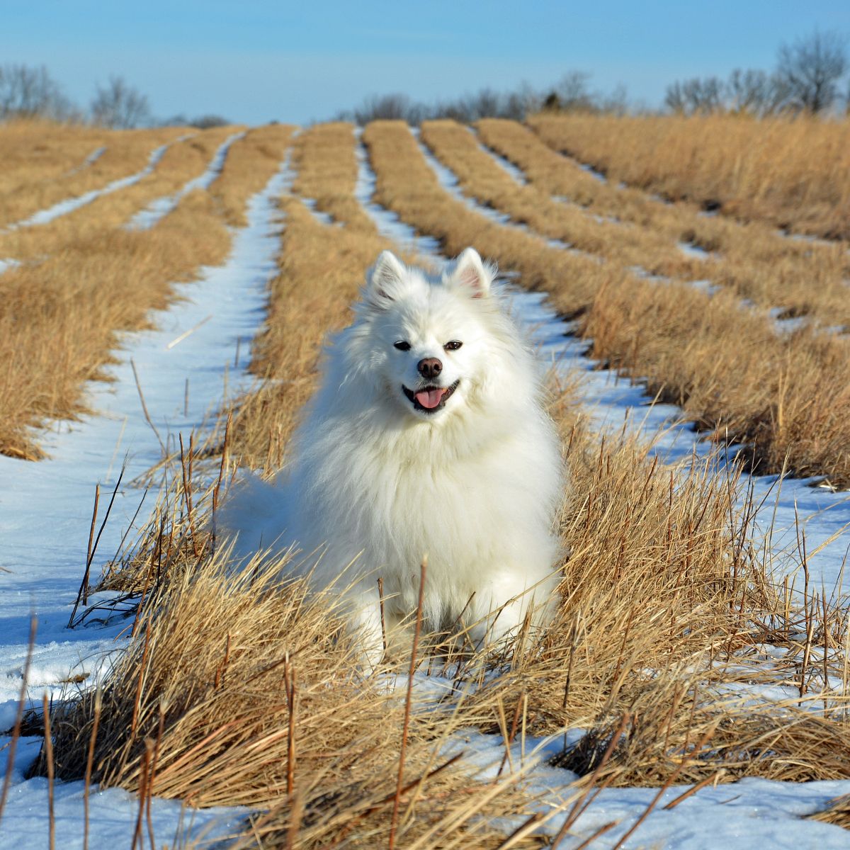 American Eskimo Dog