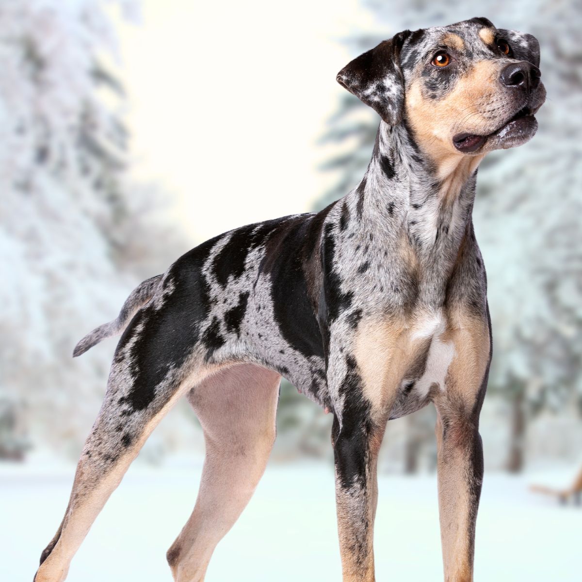 American Leopard Hound