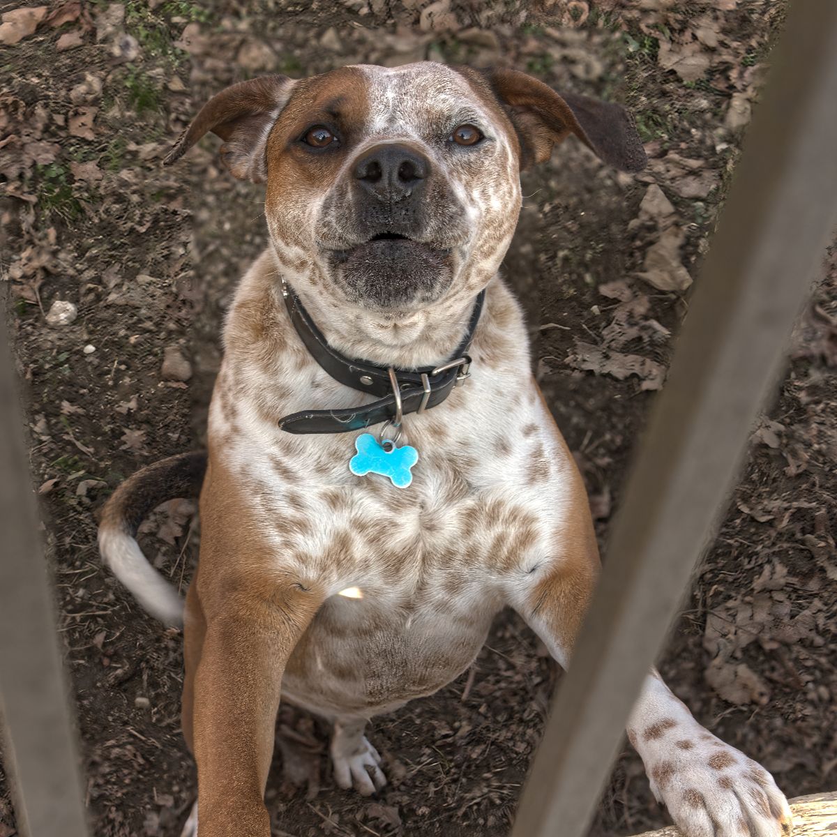 American Staffordshire Terrier