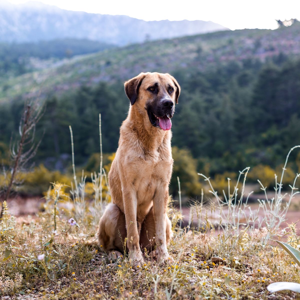 Anatolian Shepherd