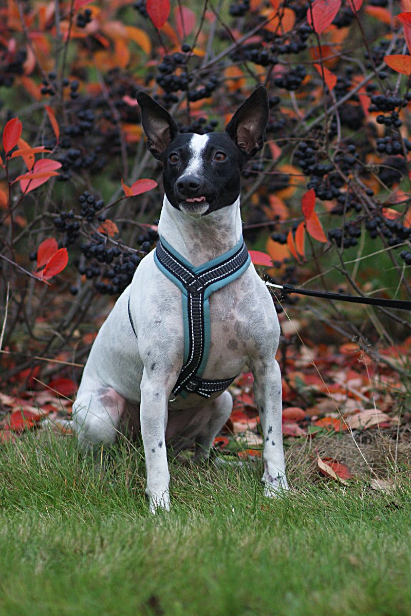 Andalusian Rat Terrier, also known as Ratonero Bodeguero Andaluz