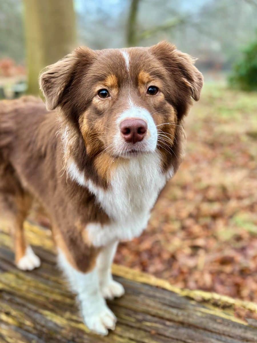 Australian Shepherd