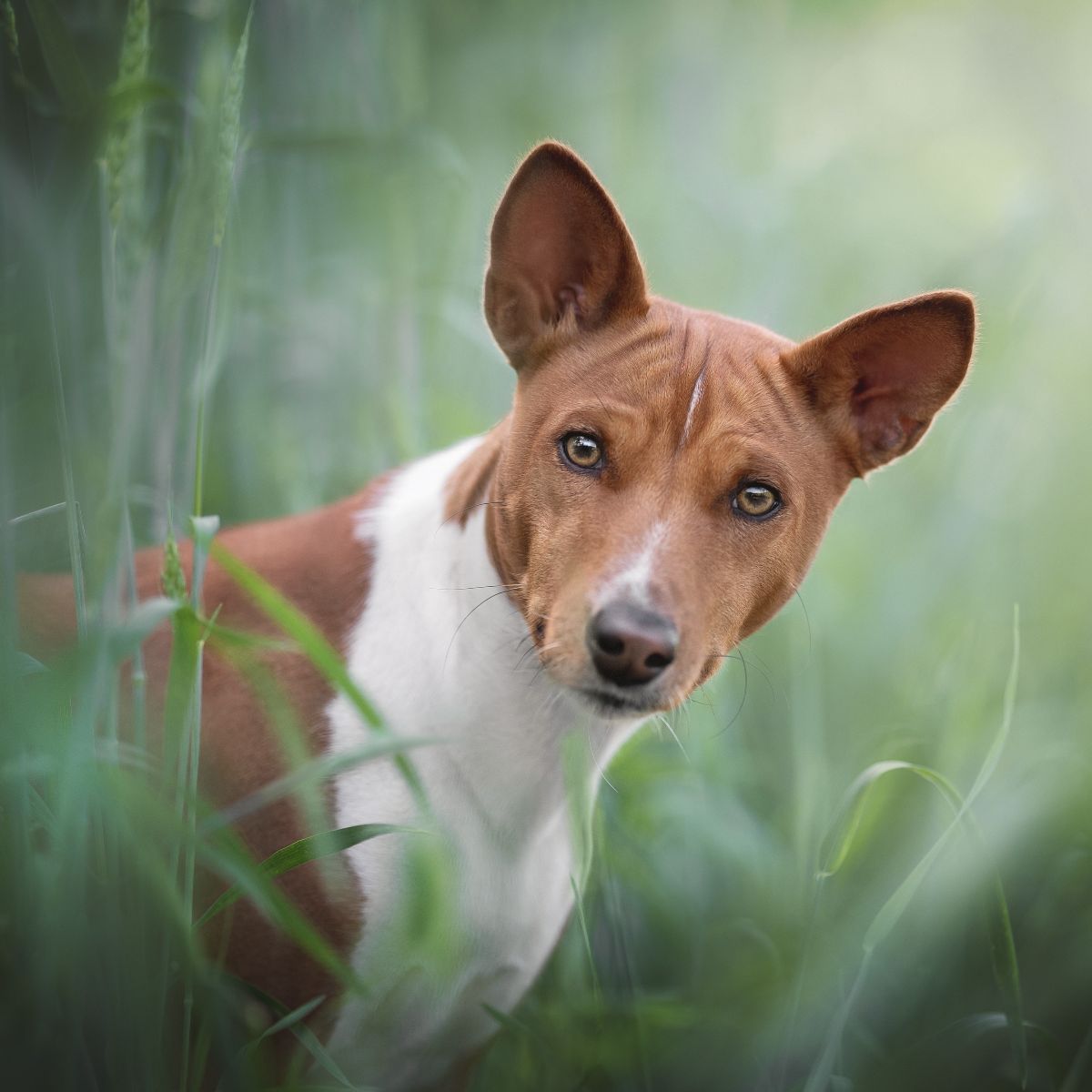 Basenji dog