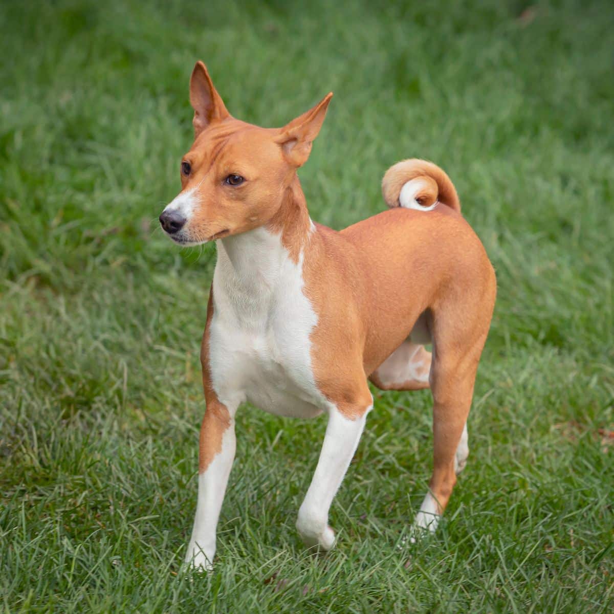 Basenji