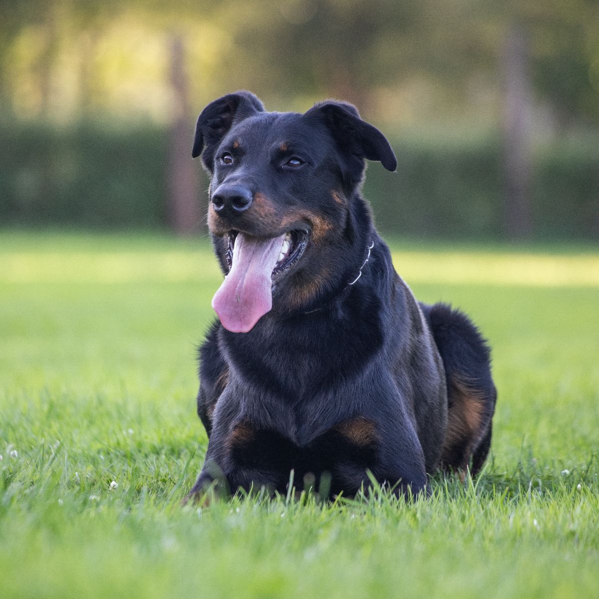 Beauceron