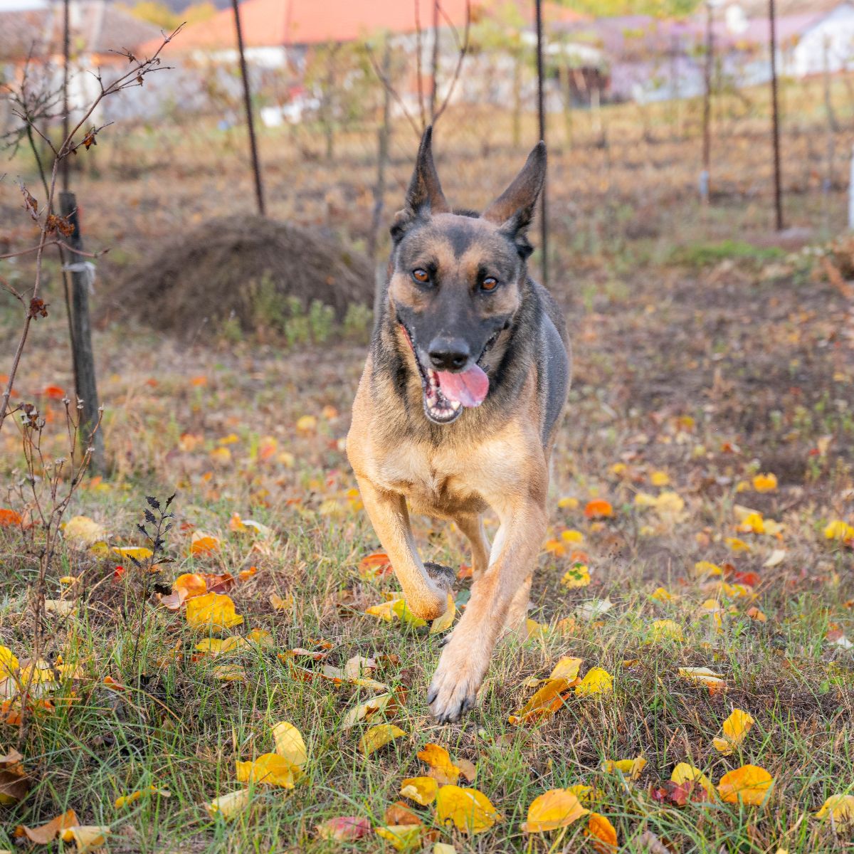 Belgian Malinois