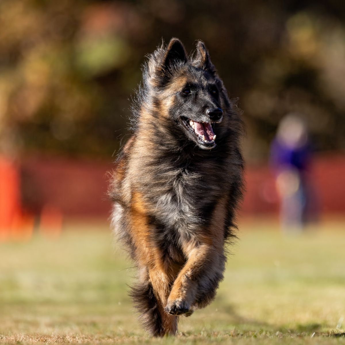 Belgian Tervuren