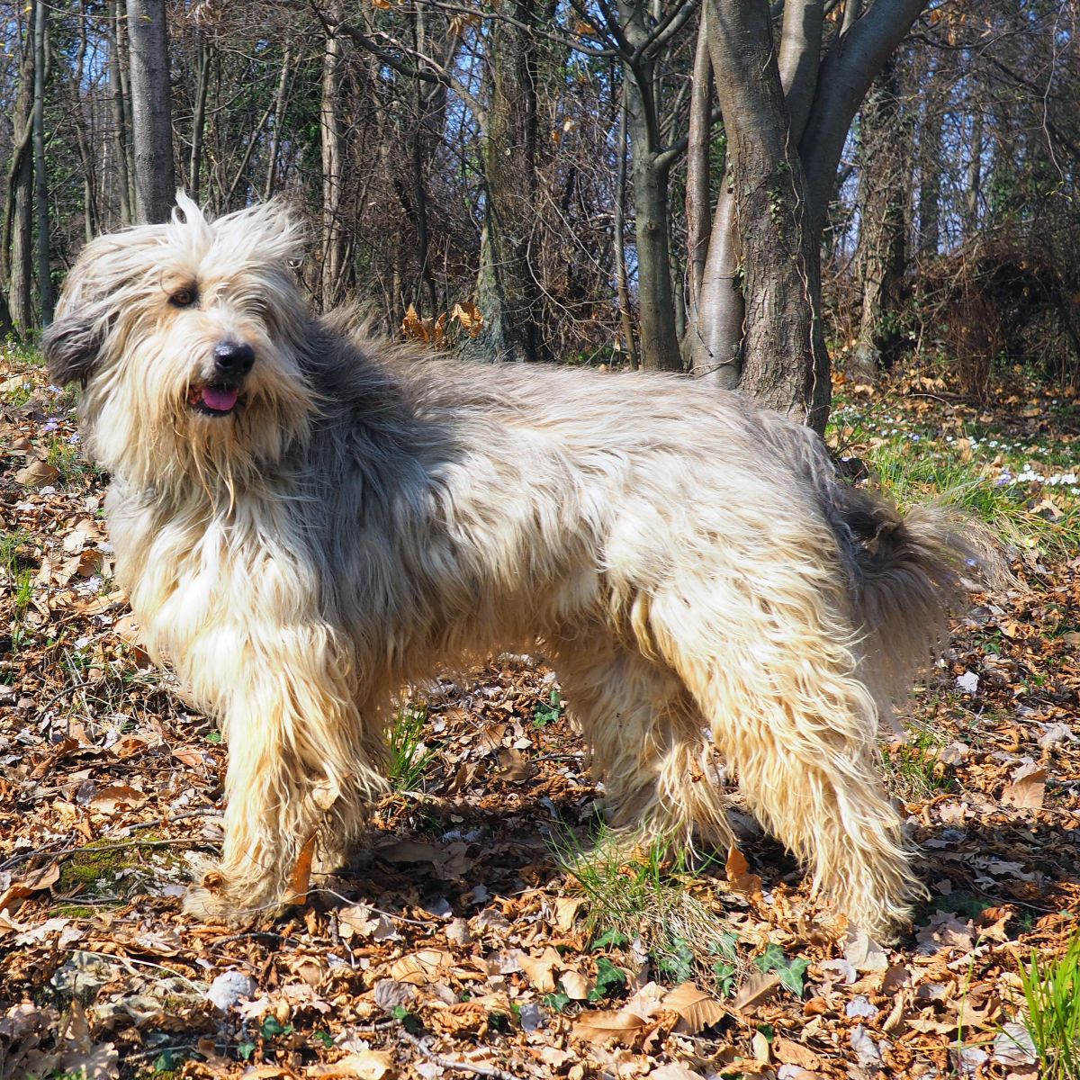 Bergamasco Sheepdog
