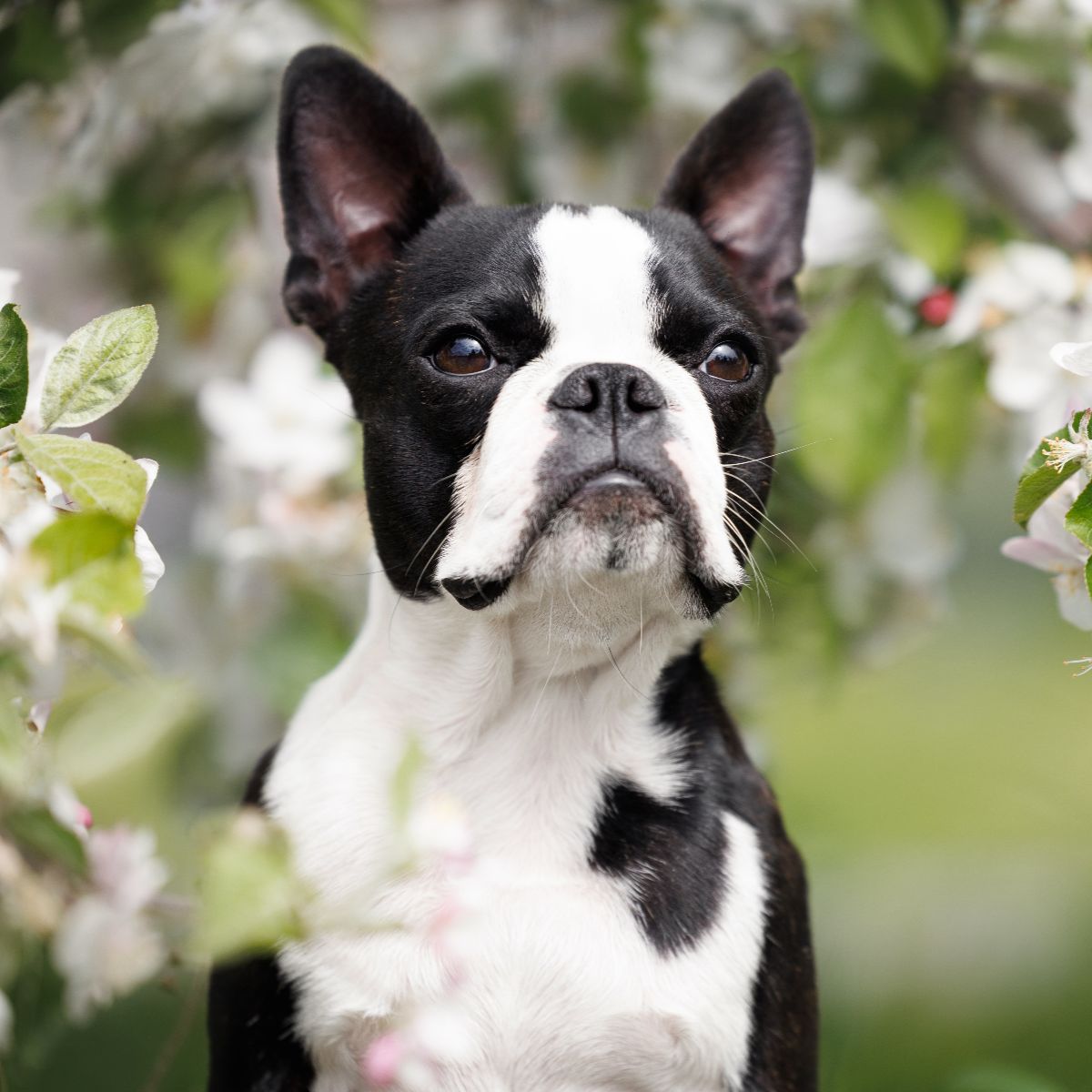 Boston Terrier