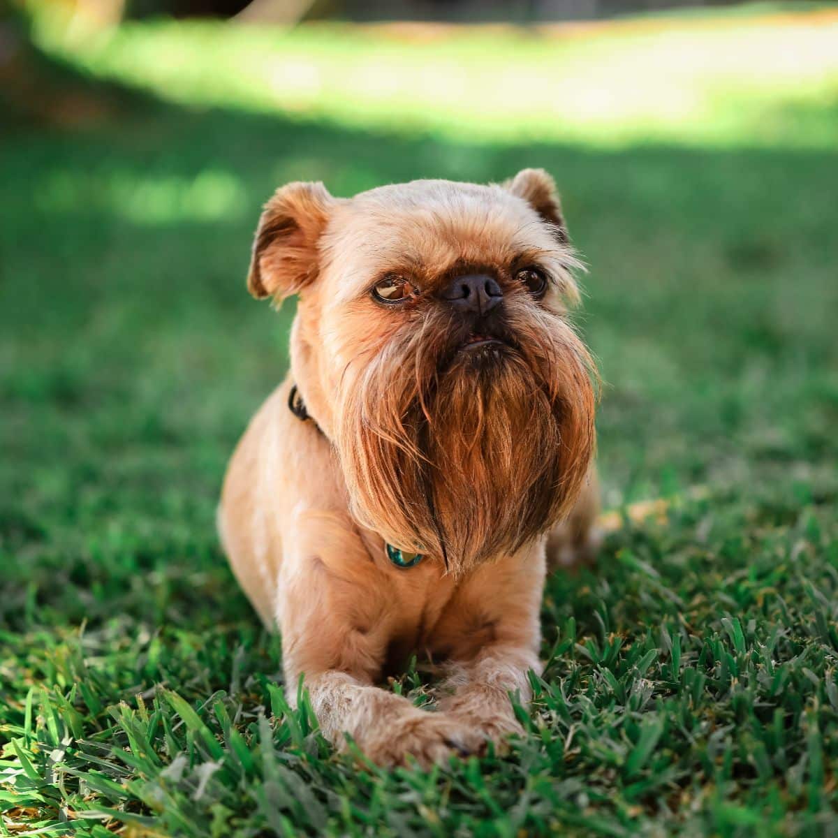 Brussels Griffon