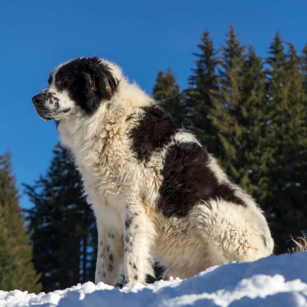 Bucovina Shepherd Dog