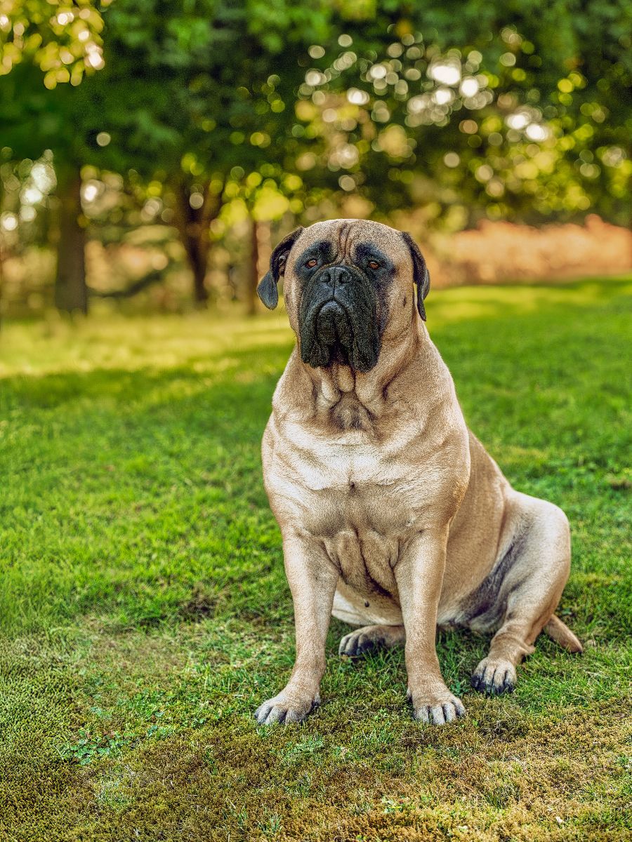 Bullmastiff