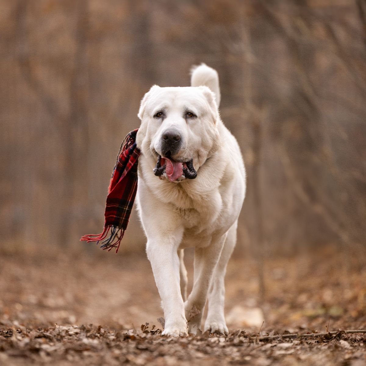 Central Asian Shepherd Dog