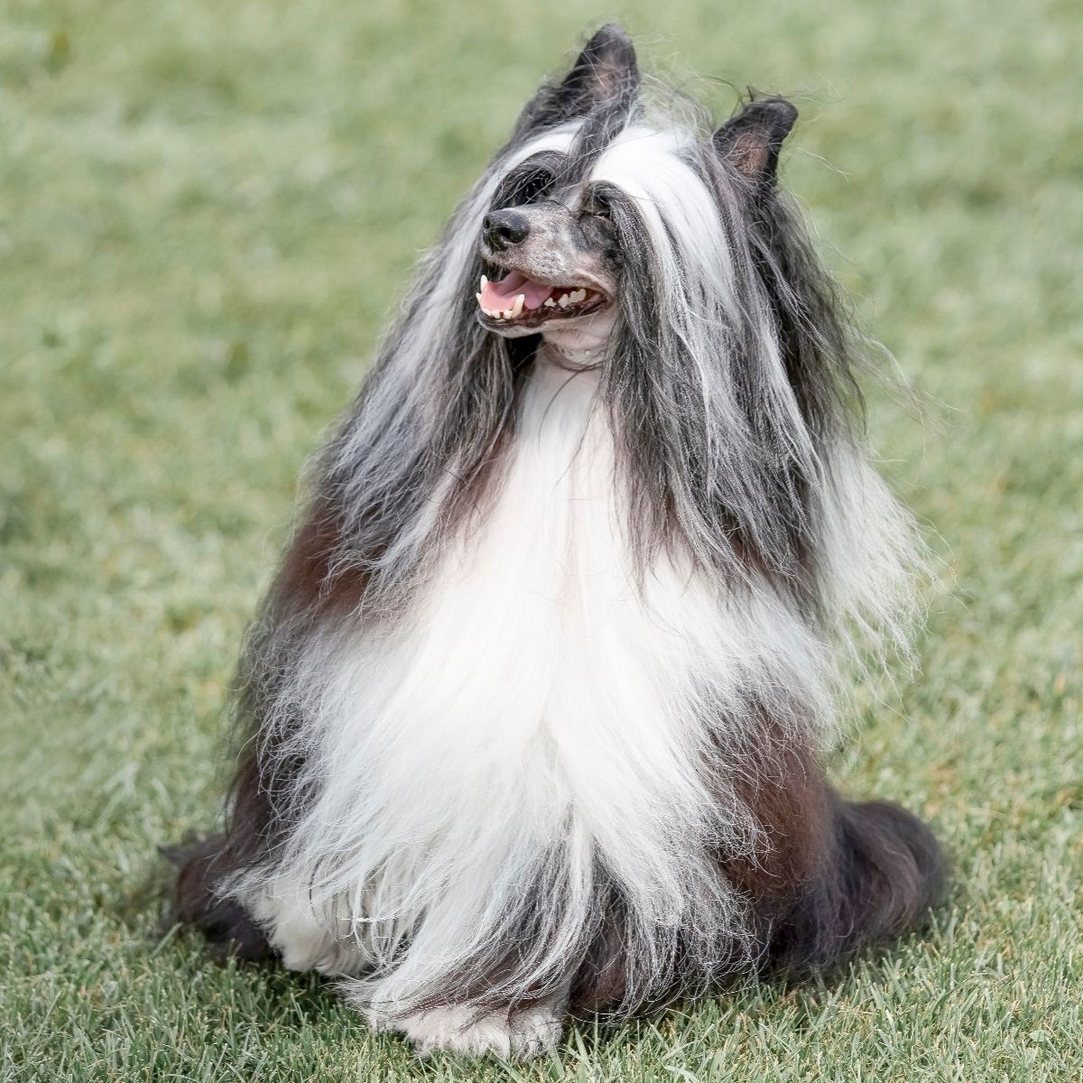 Chinese Crested Dog