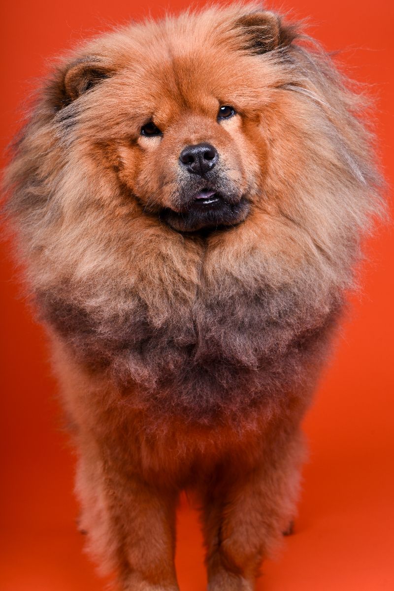 Chow Chow