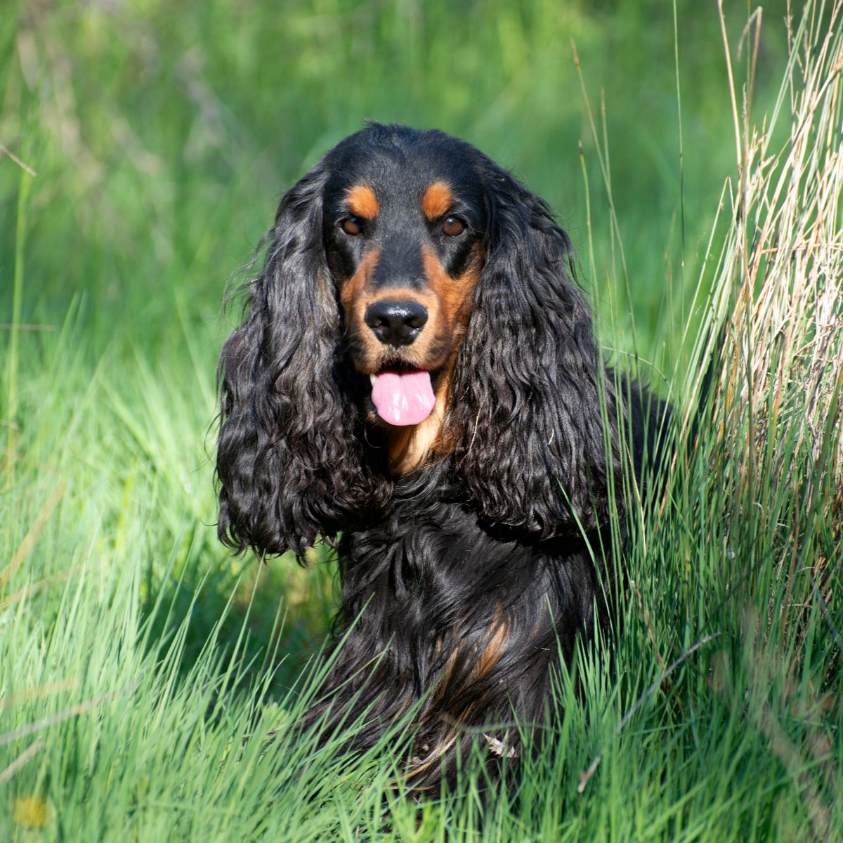 Cocker Spaniel