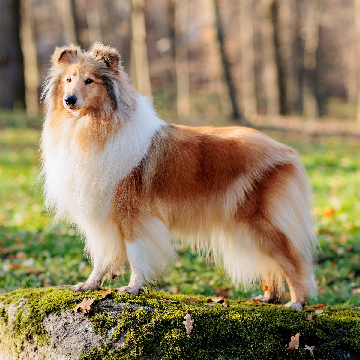 Collie