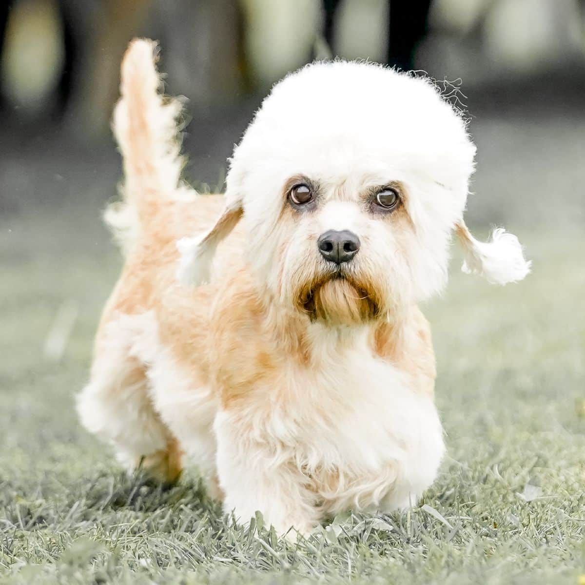 Dandie Dinmont Terrier