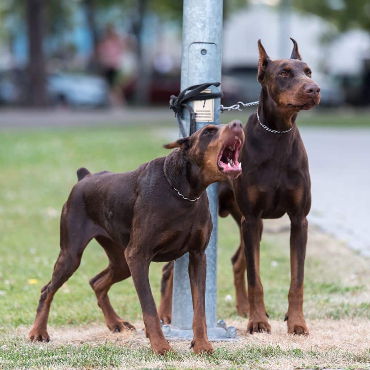 Doberman Pinscher