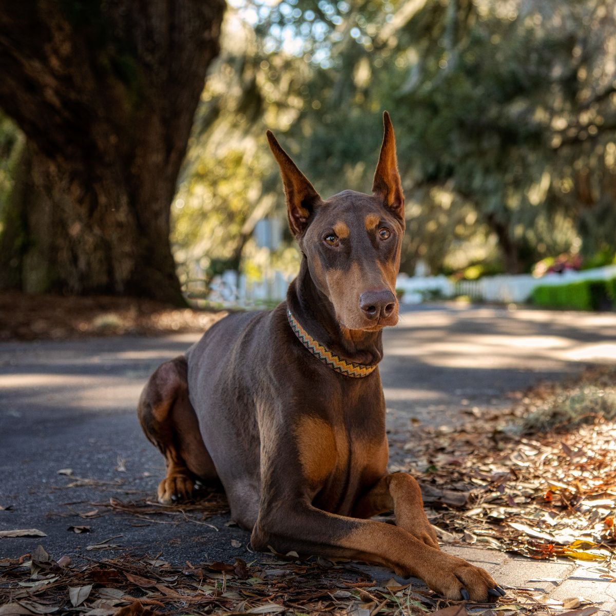 Doberman Pinscher