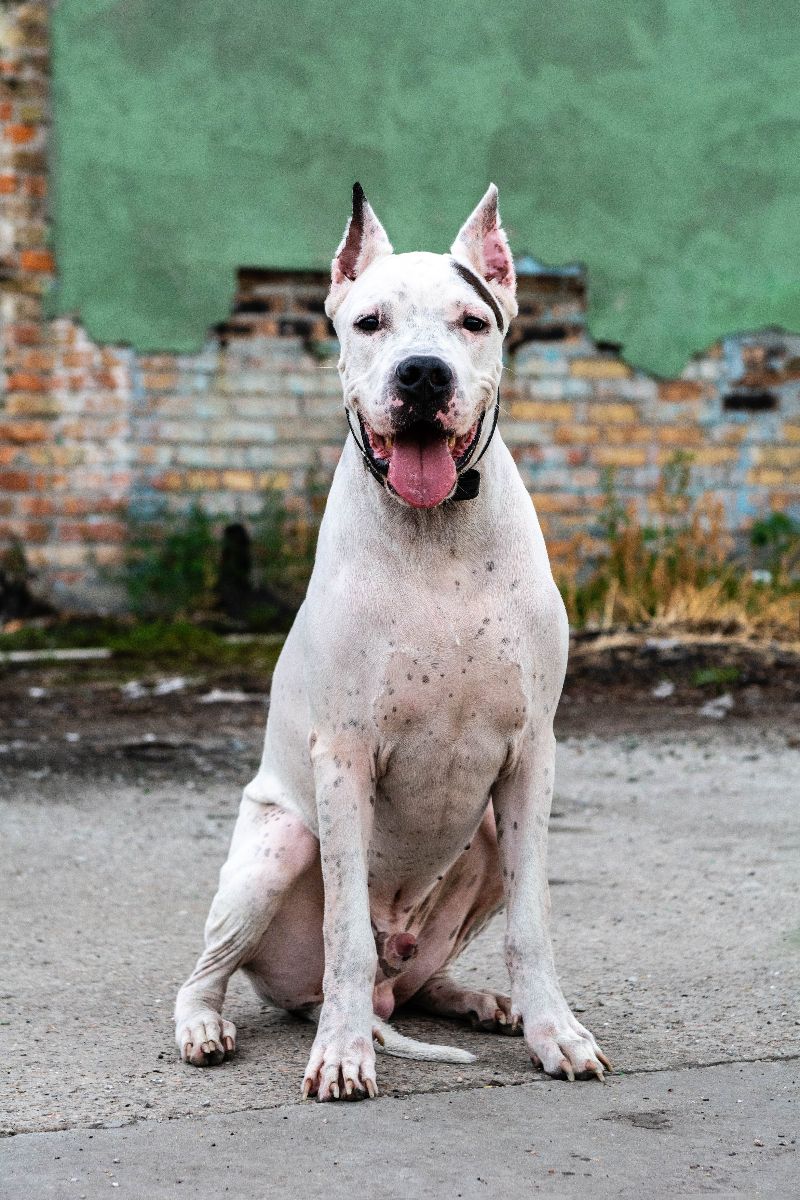 Dogo Argentino