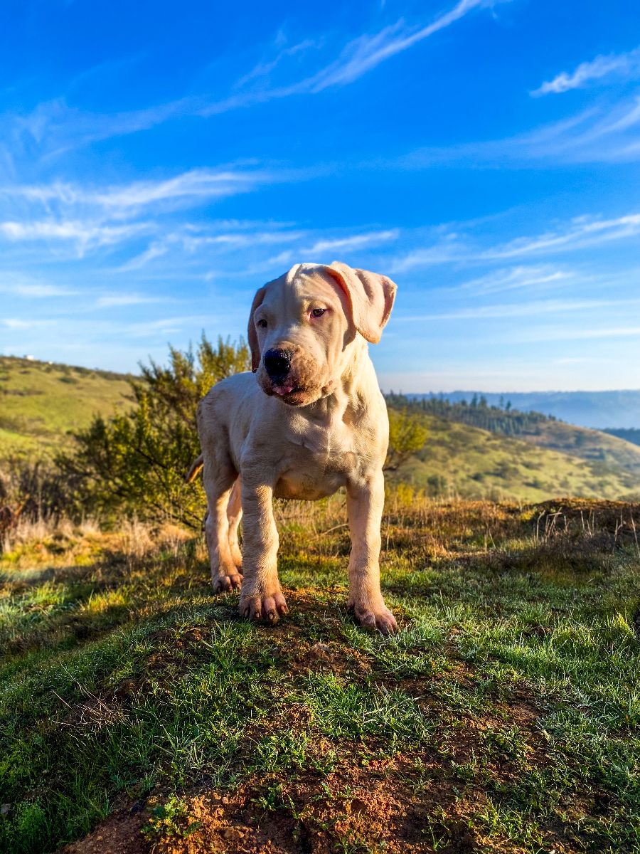 Dogo Argentino