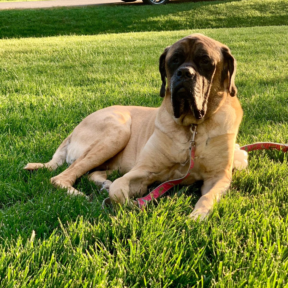 English Mastiff