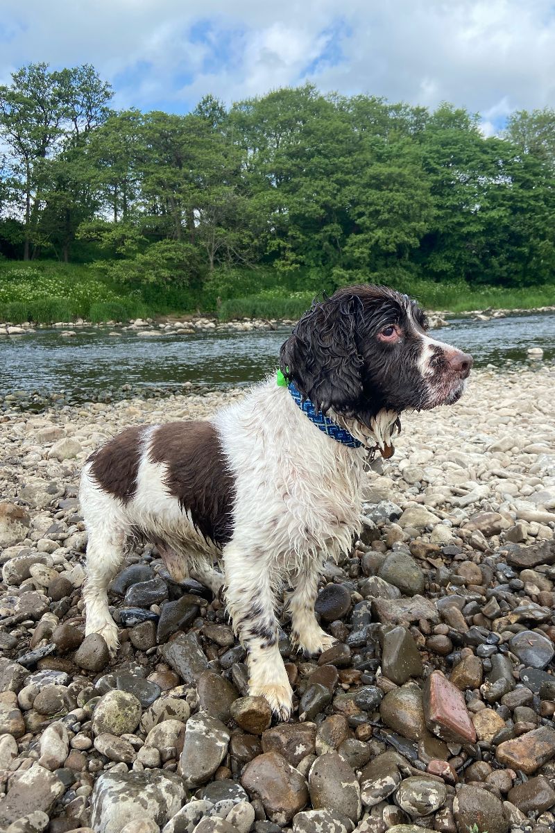 English Springer Spaniel