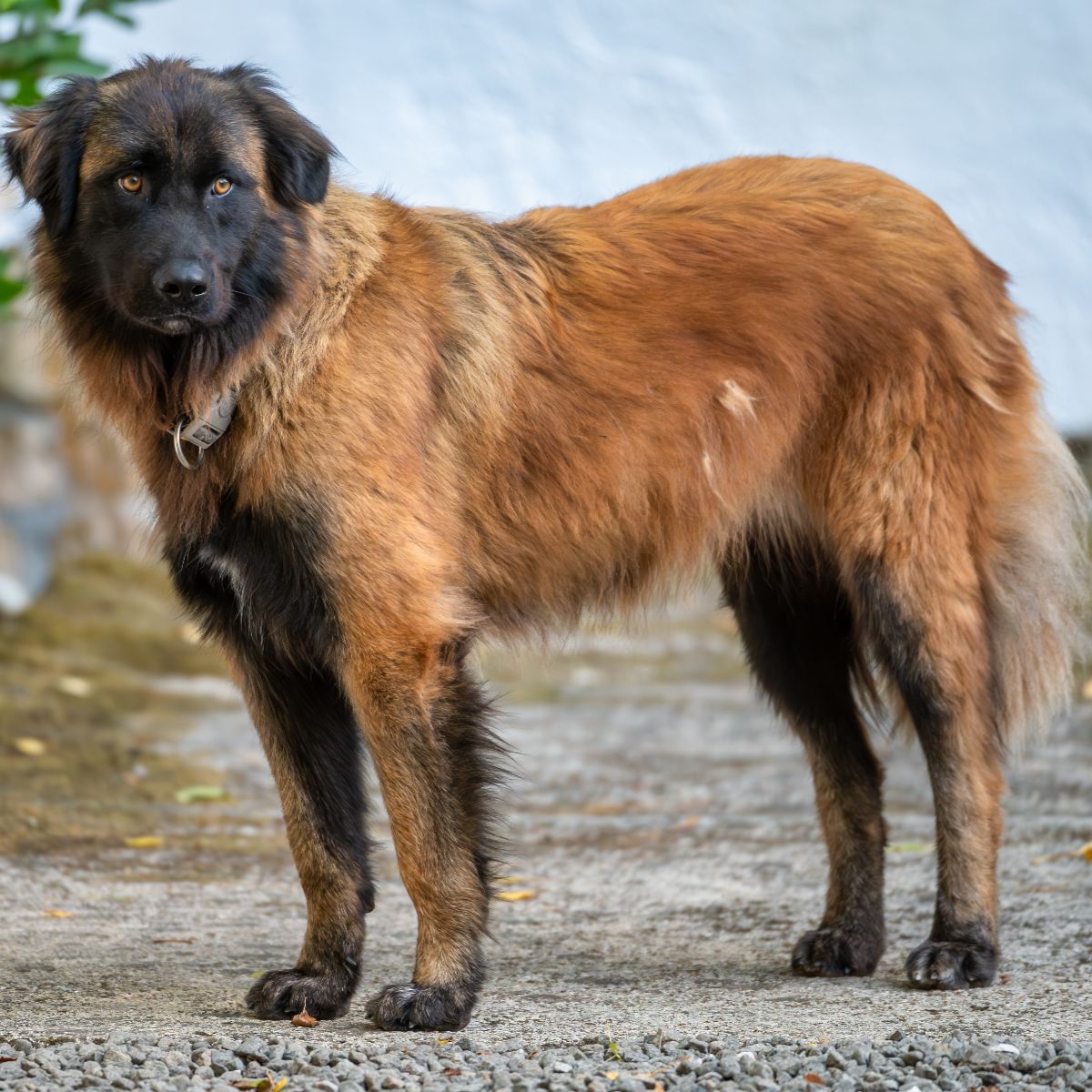 Estrela Mountain Dog