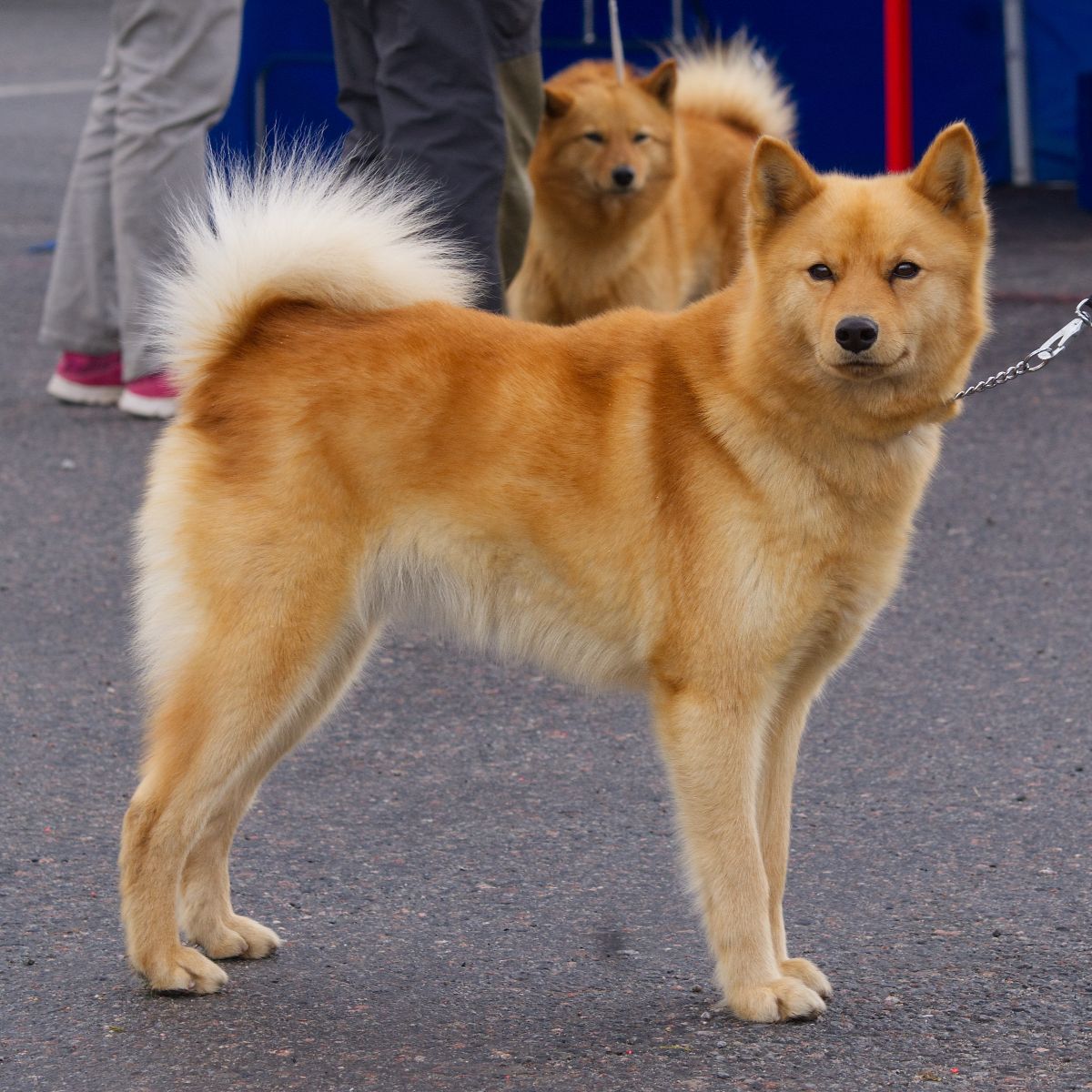 Finnish Spitz