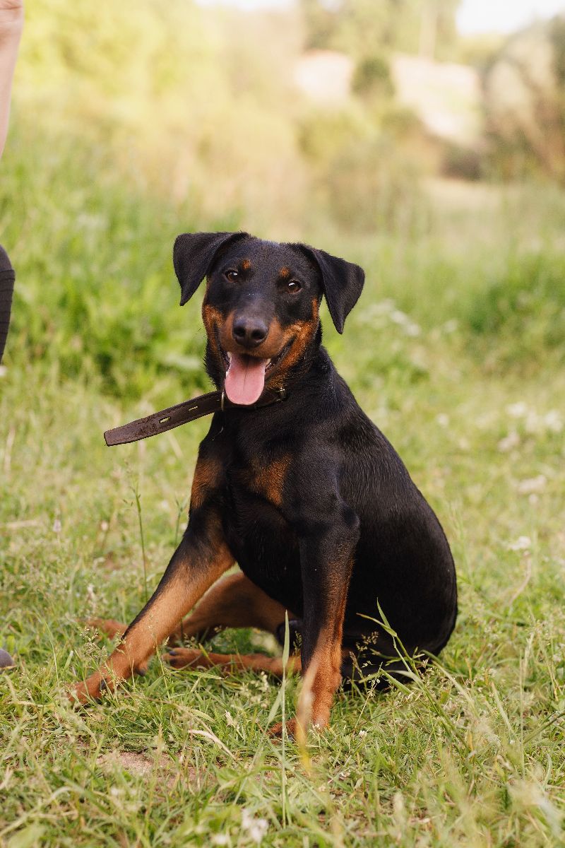 German Hunting Terrier