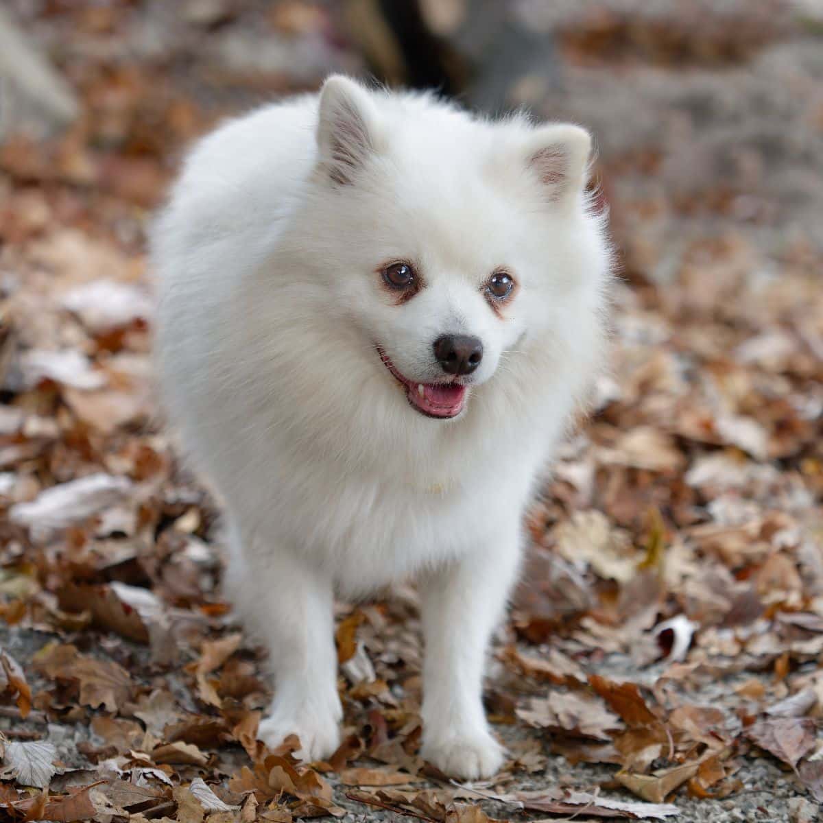 German Spitz