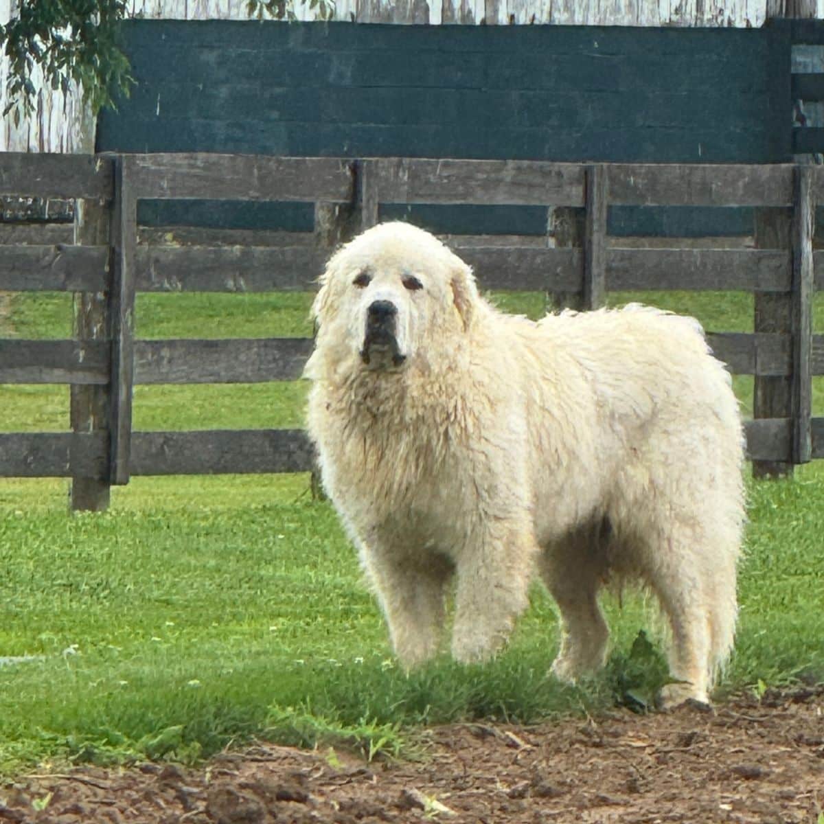 Great Pyrenees