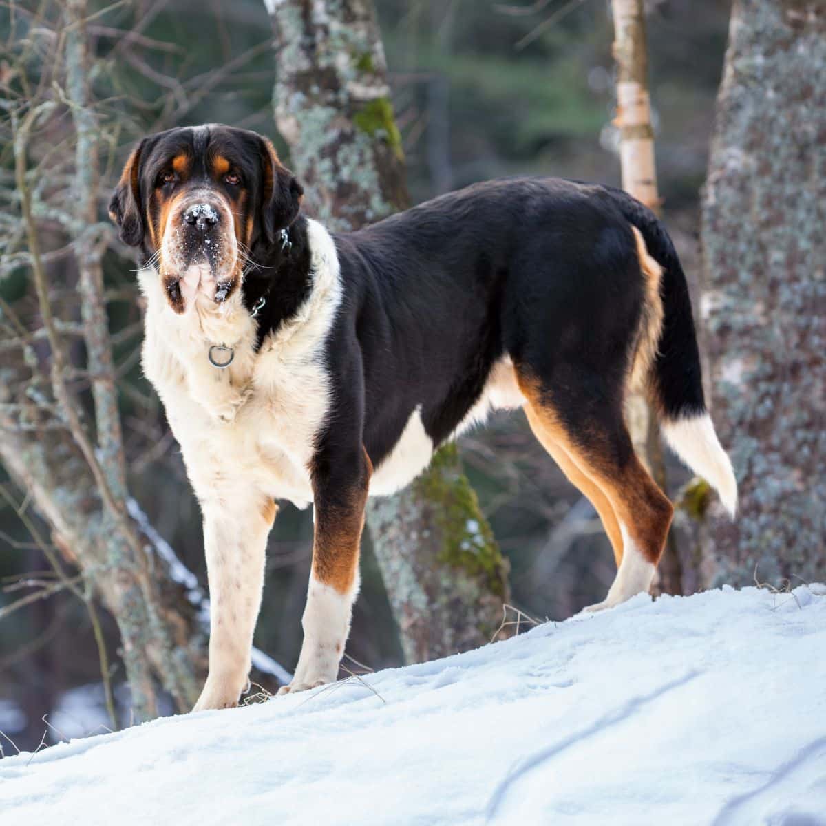 Greater Swiss Mountain Dog