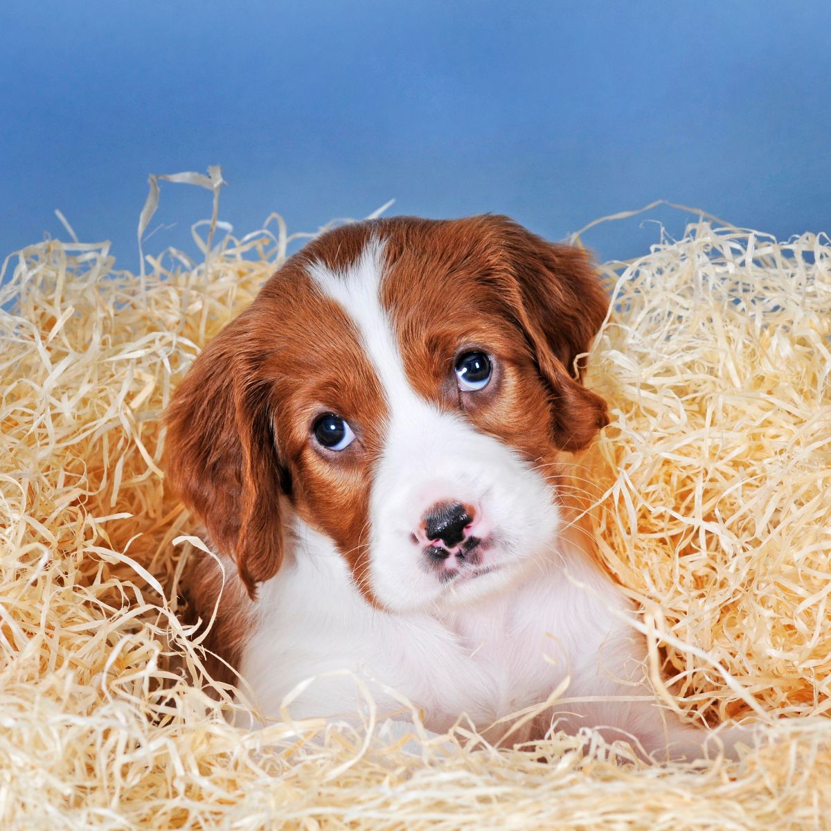 Irish Red and White Setter