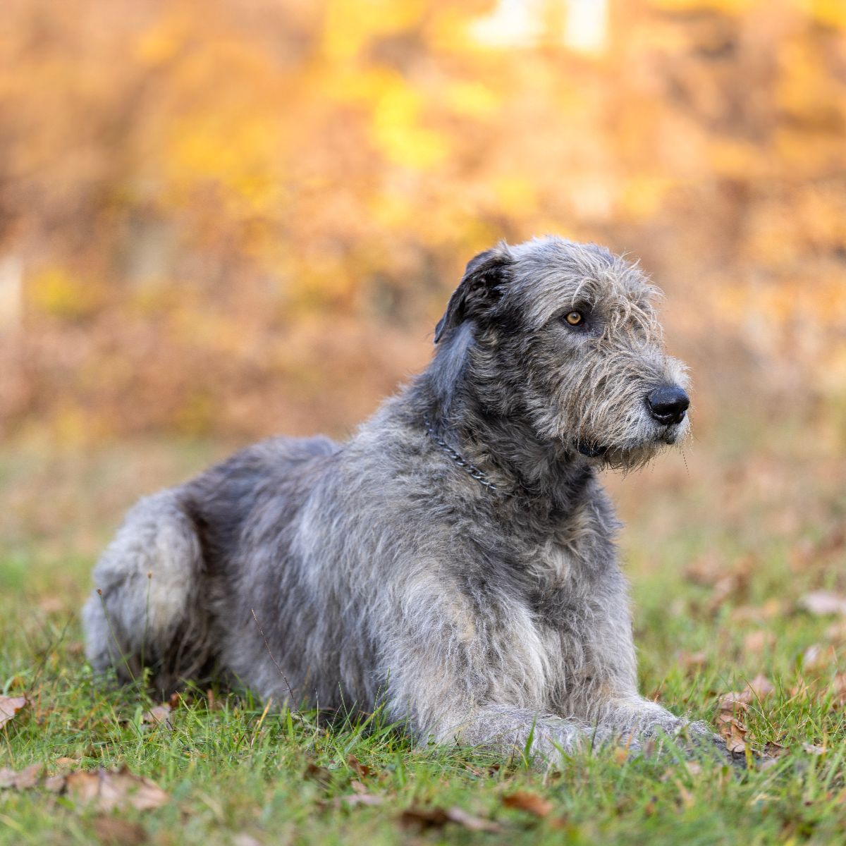Irish Wolfhound