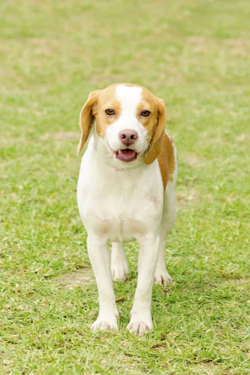 Istrian Shorthaired Hound