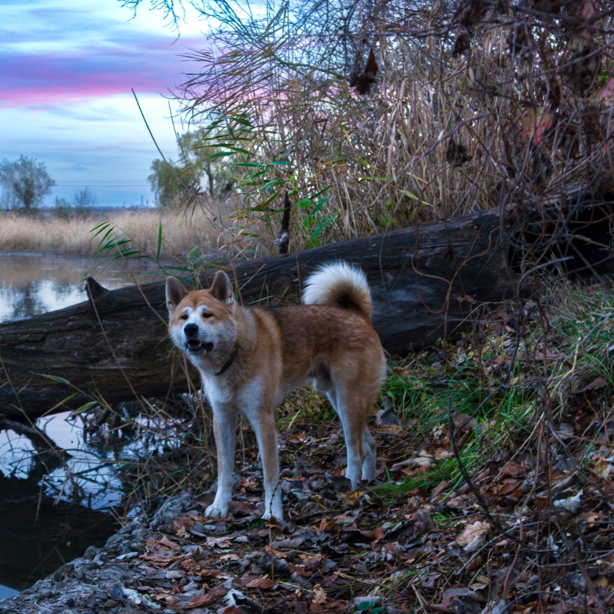 Japanese Akita Inu
