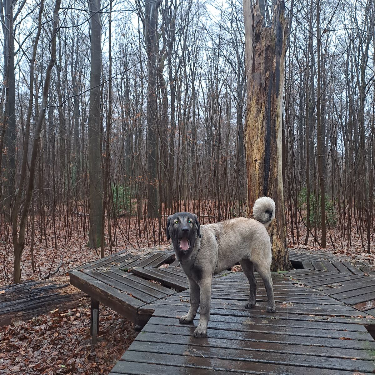 Kangal