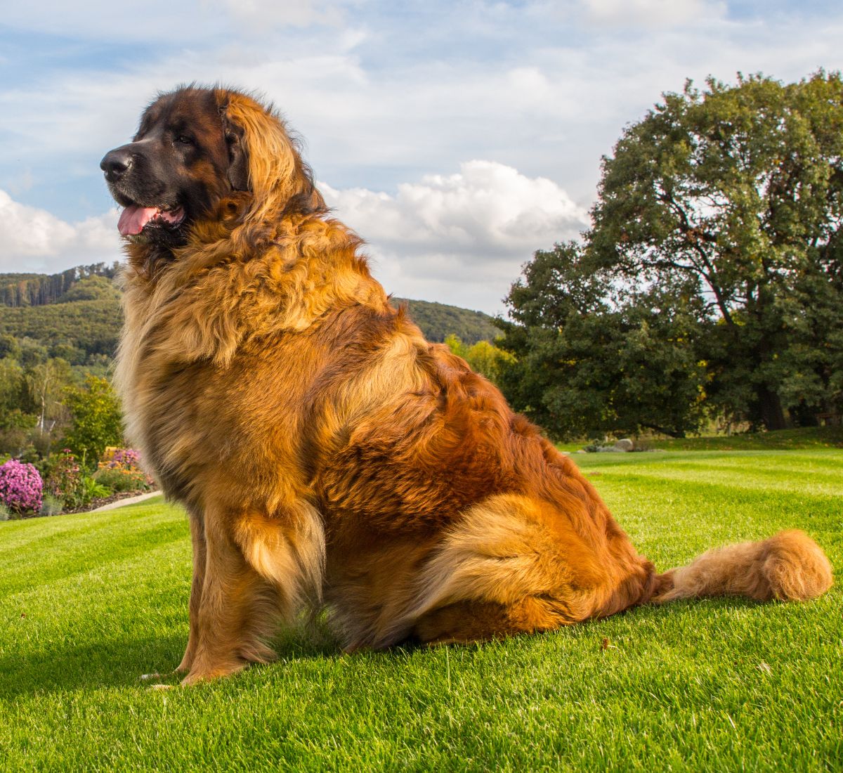 Leonberger