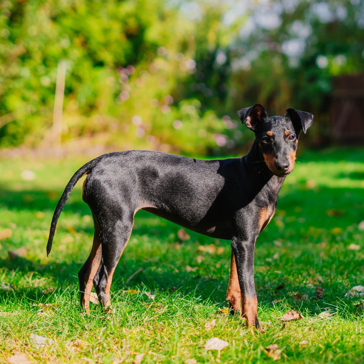 Manchester Terrier