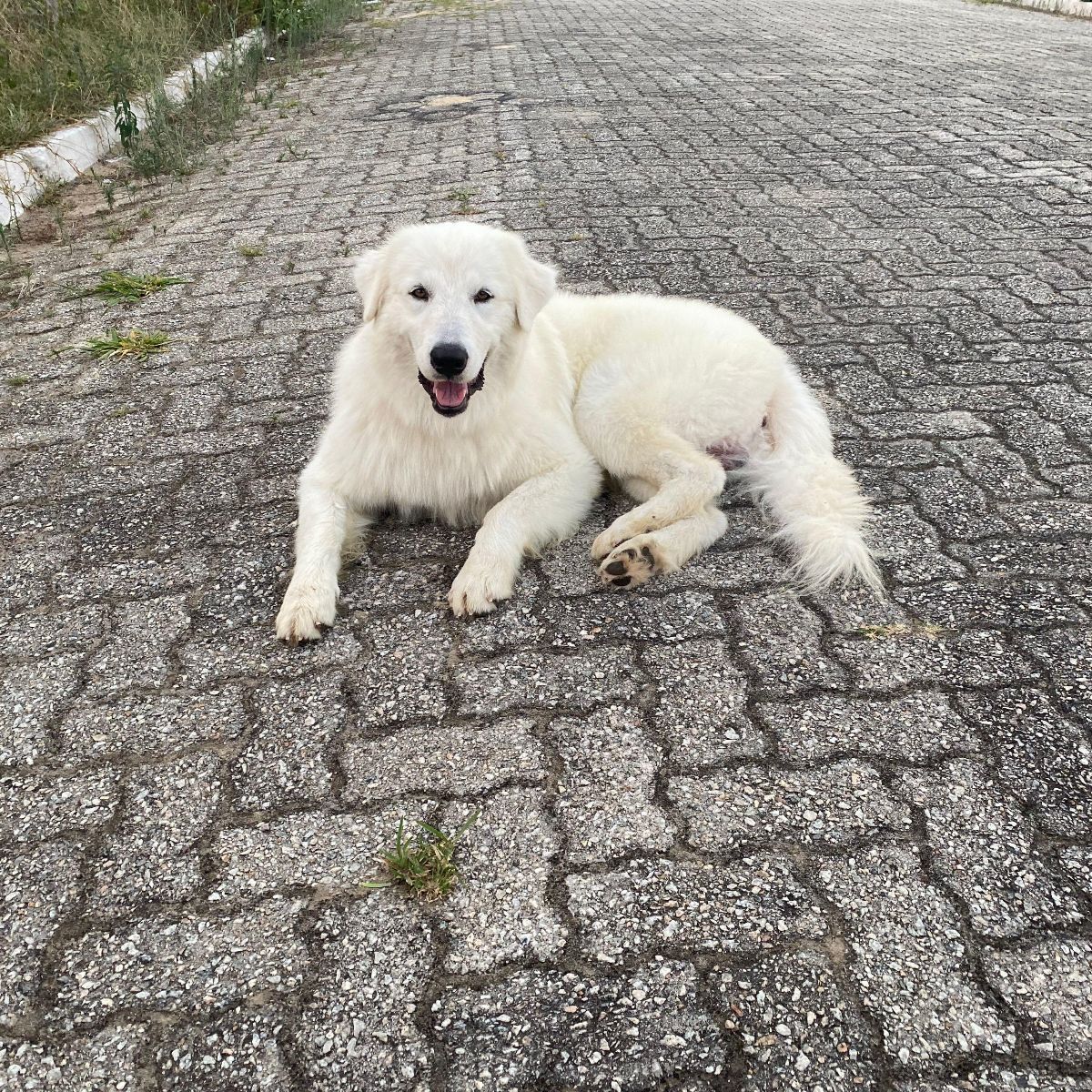 Maremma Sheepdog