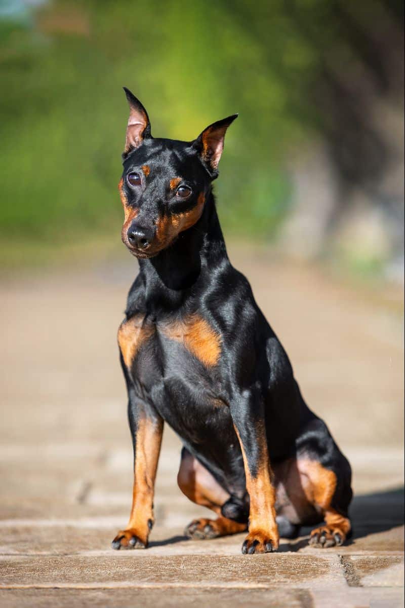 Miniature Pinscher